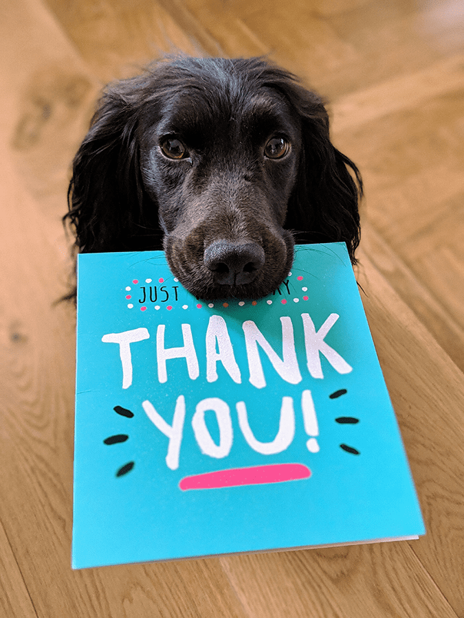 A black dog holding a thank you letter.