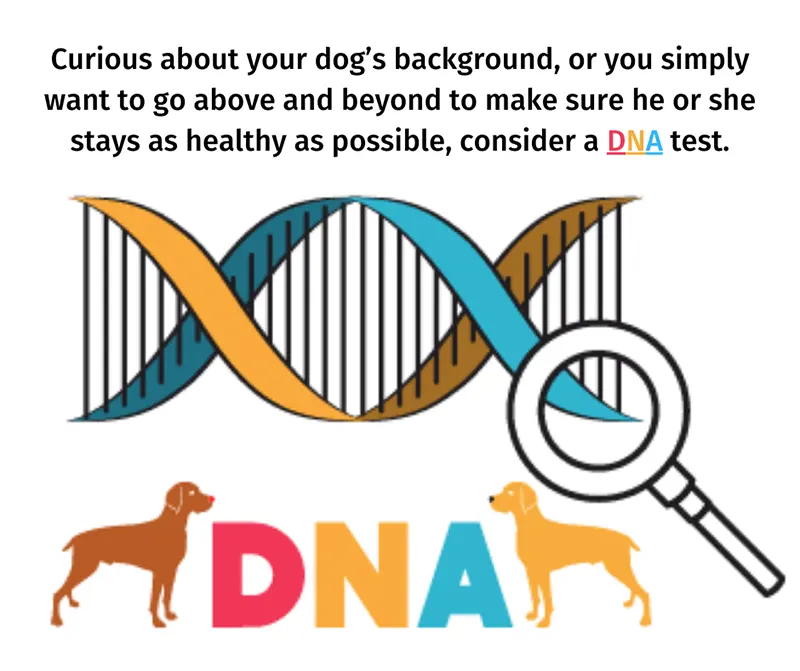 Curious about your dog's background, or you simply want to go above and beyond to make sure he or she stays as healthy as possible, consider a DNA test.