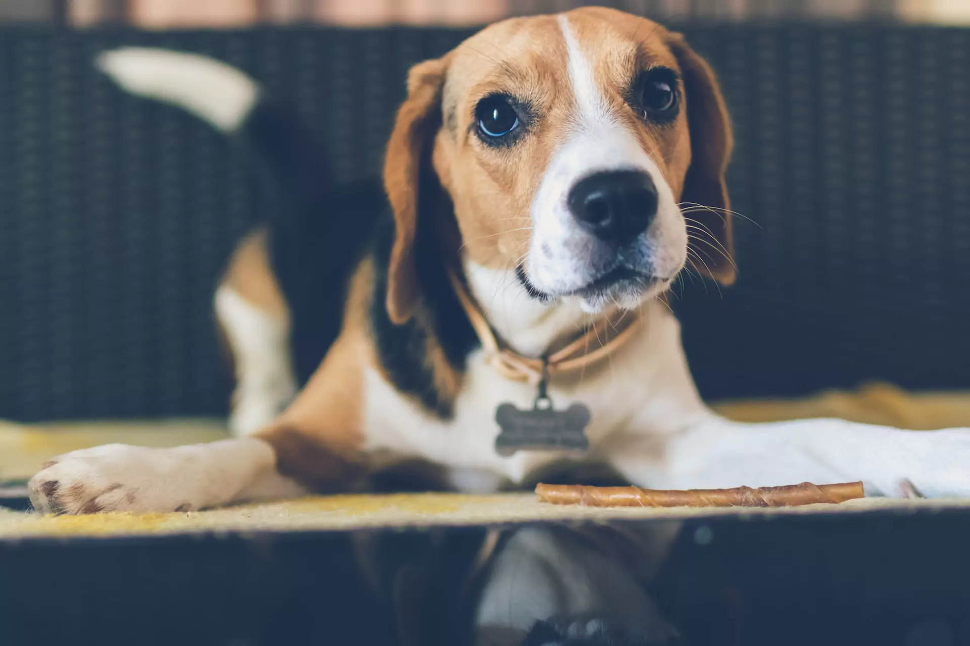 Beagle with brown, black, and white fur