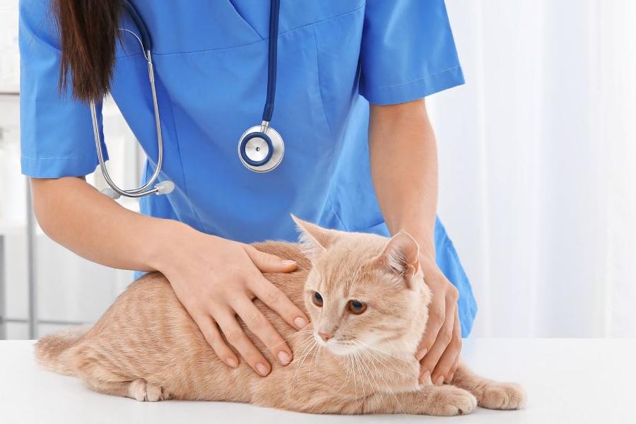 a vet gently pets a cat during a laser therapy session