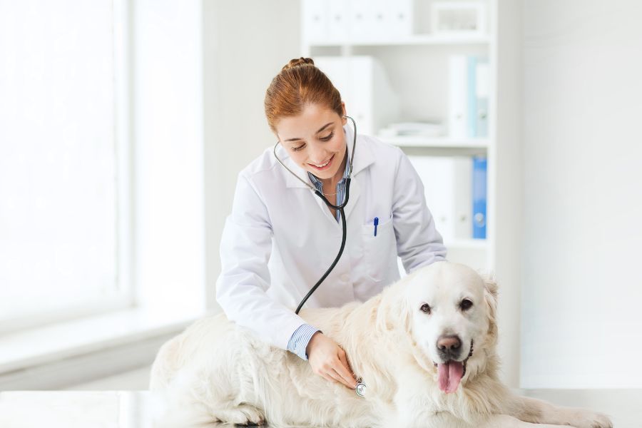 A veterinarian checks a dog during a routine examination