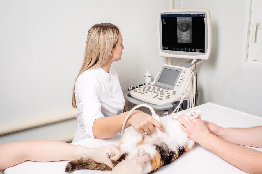 Female vet conducting ultrasound on a cat in a clinic