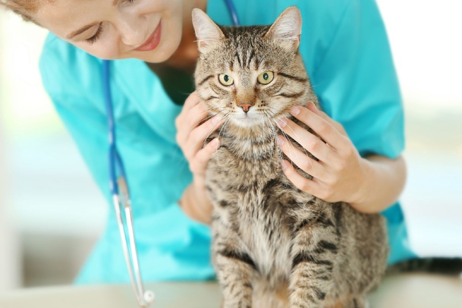 A vet gently holds a cat in her arms.