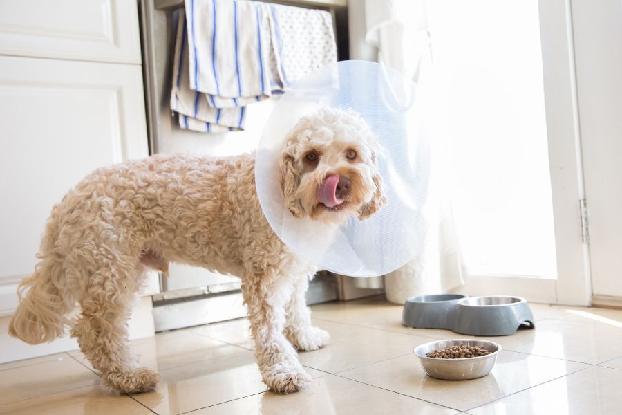 A dog wearing a cone on its head