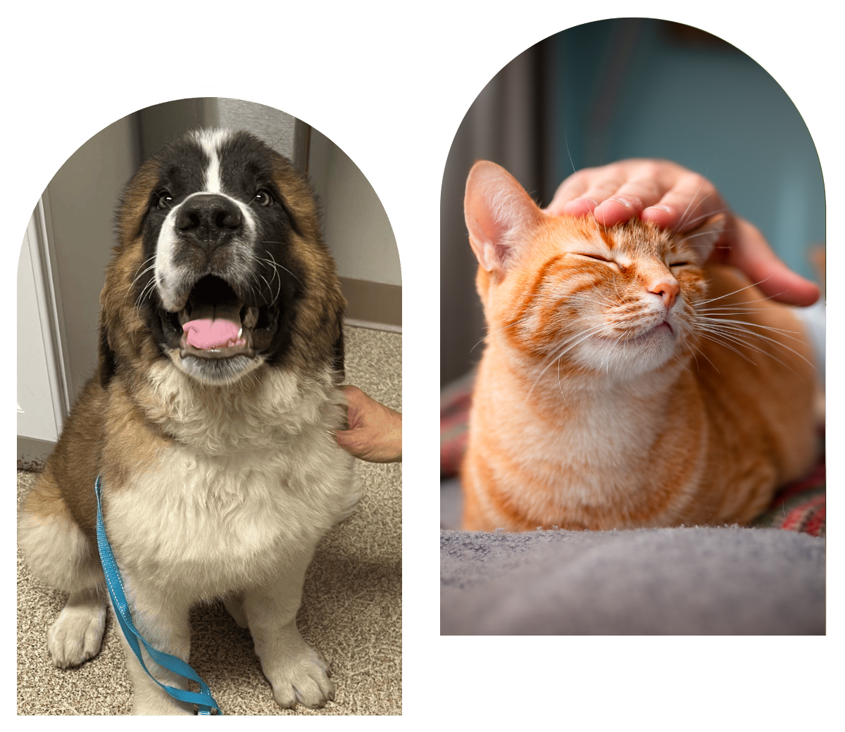 Dog and cat in vet clinic