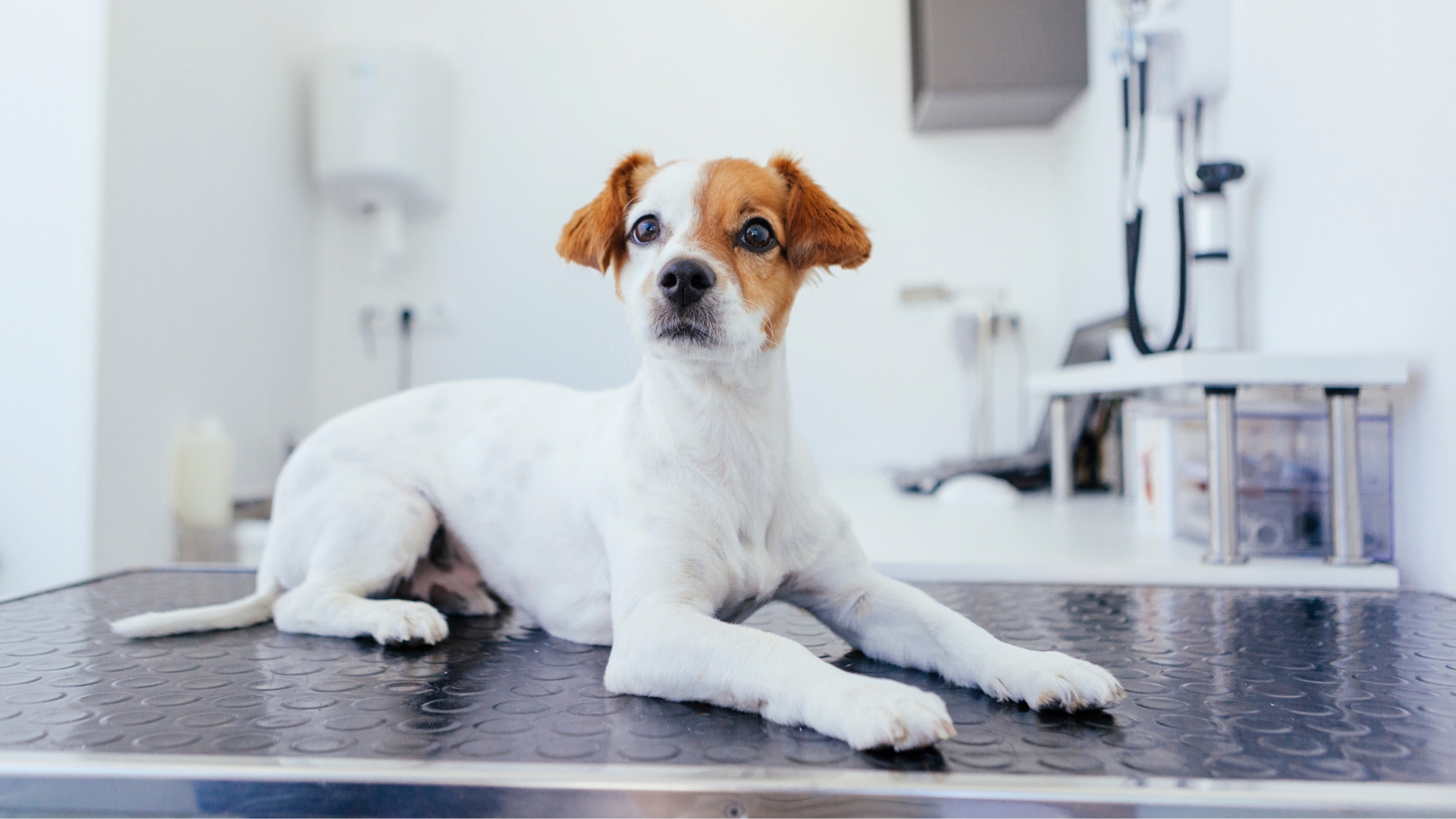 A white and tan puppy sitting on a vet's table