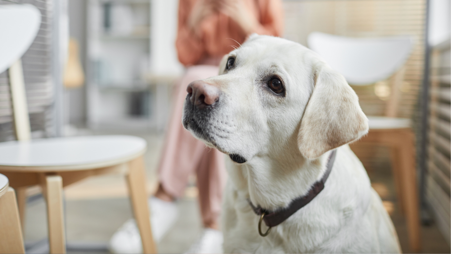 A patient dog waiting in a vet waiting area