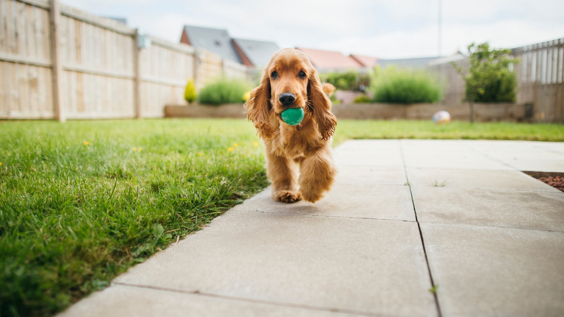 a dog playing fetch