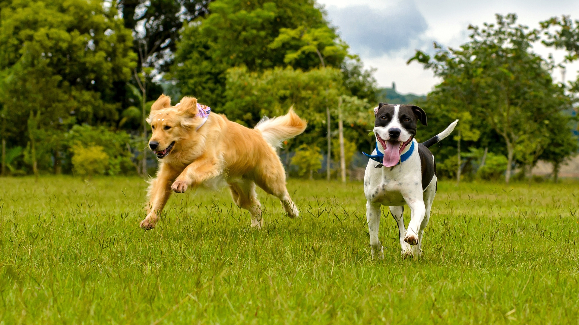 Two dogs happily running through a grass field