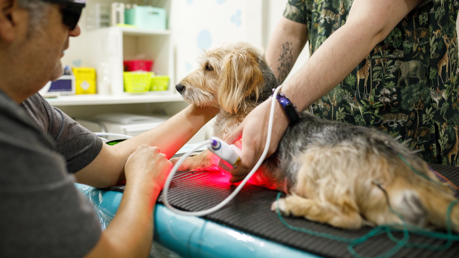 A dog at the vet receiving laser therapy