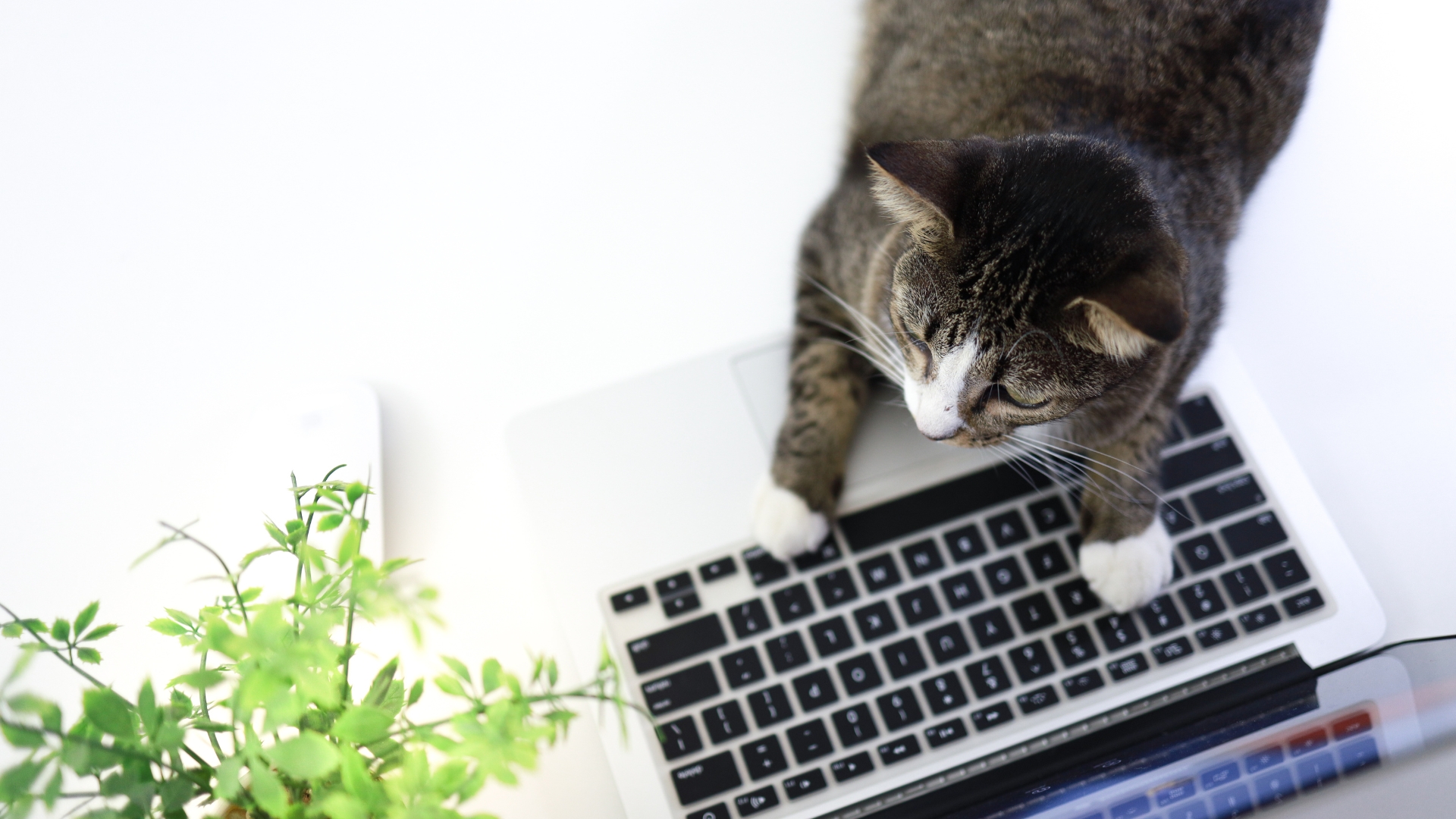 a cat on a computer desk