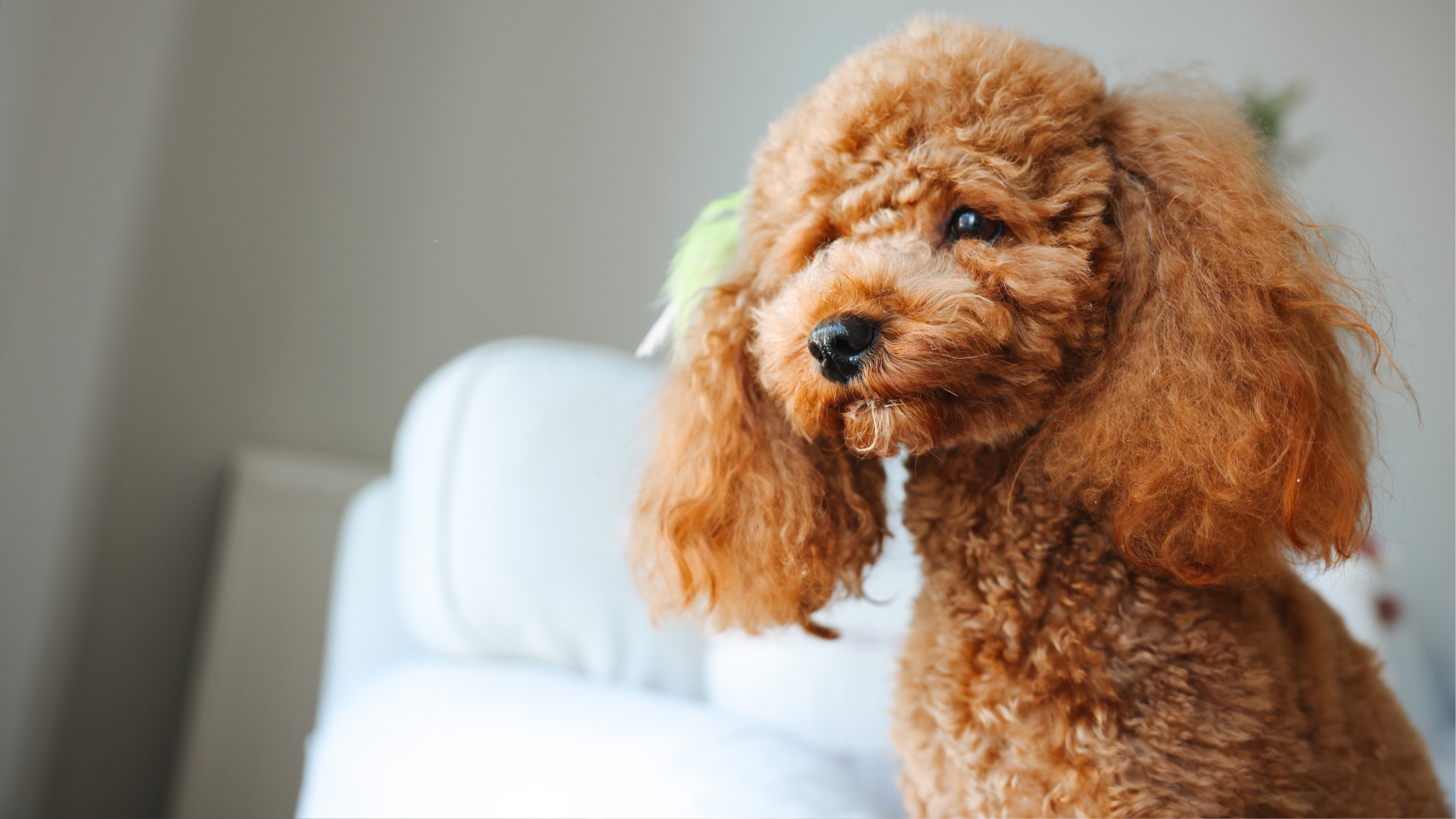 A poodle sitting inside