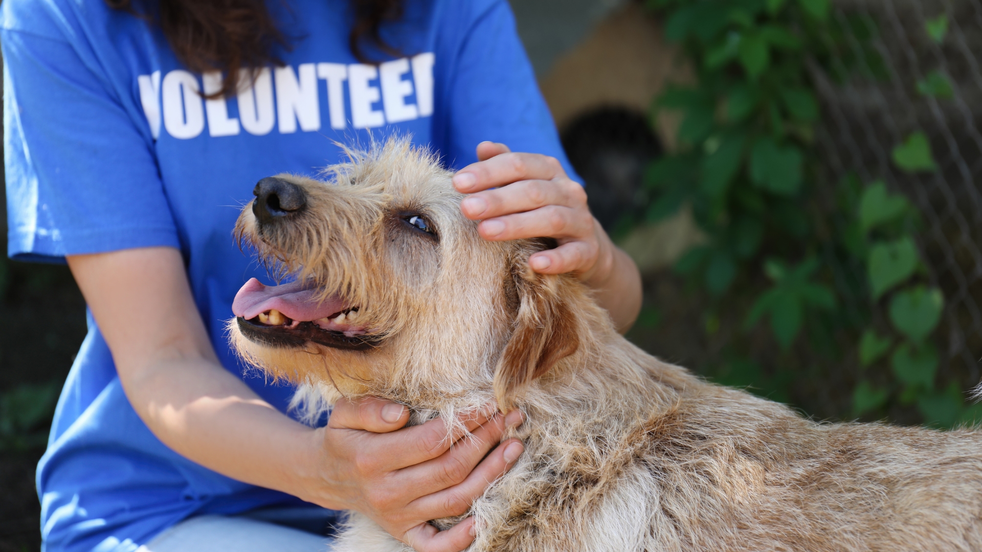 a dog being pet by a volunteer