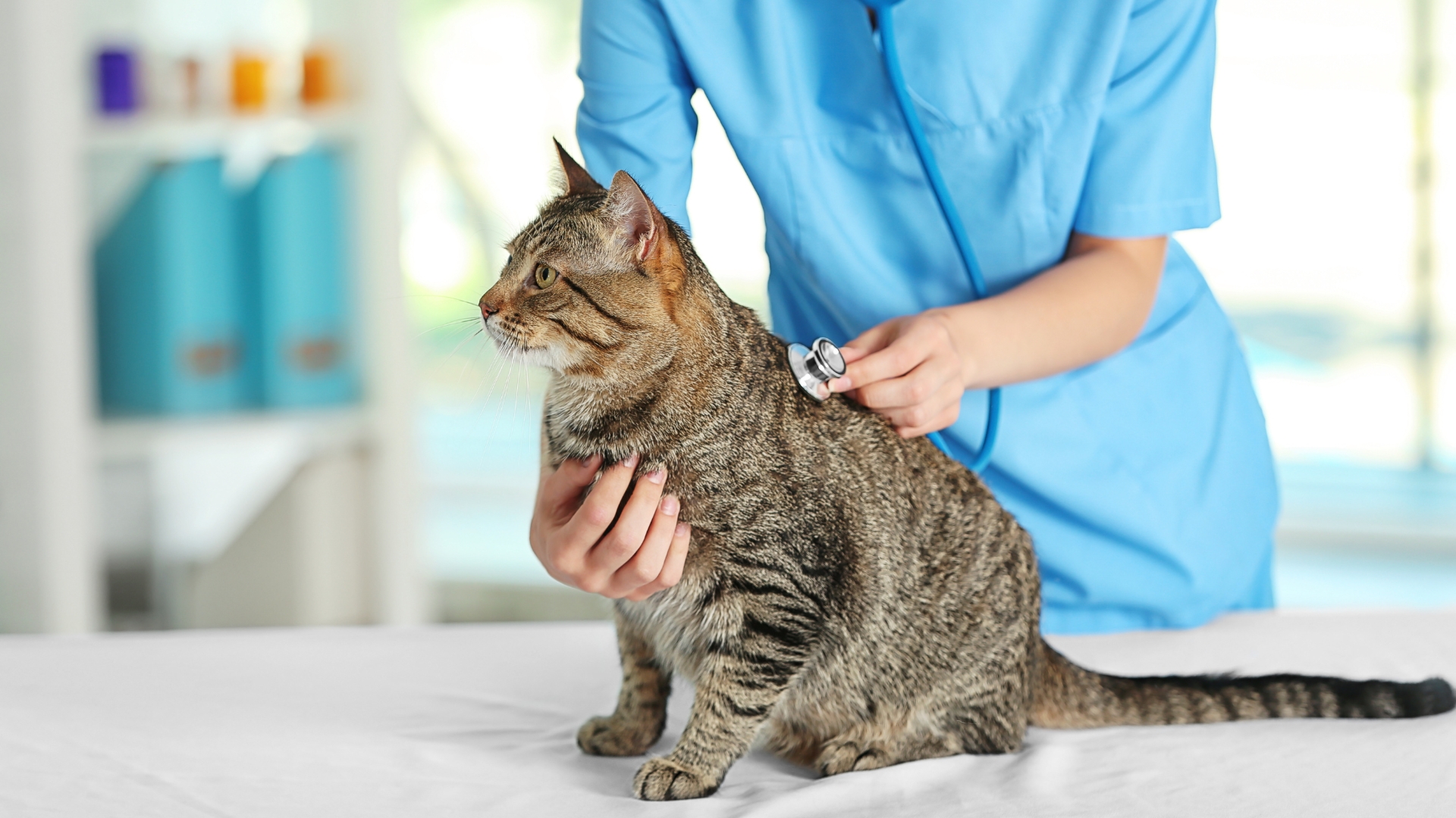 A cat sitting on a vet's table during a wellness check