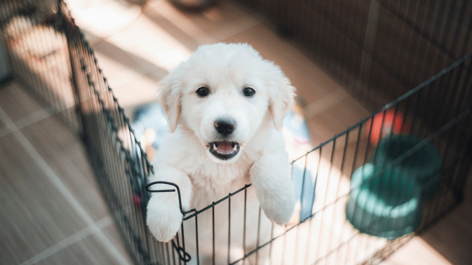 A cute puppy in a pen