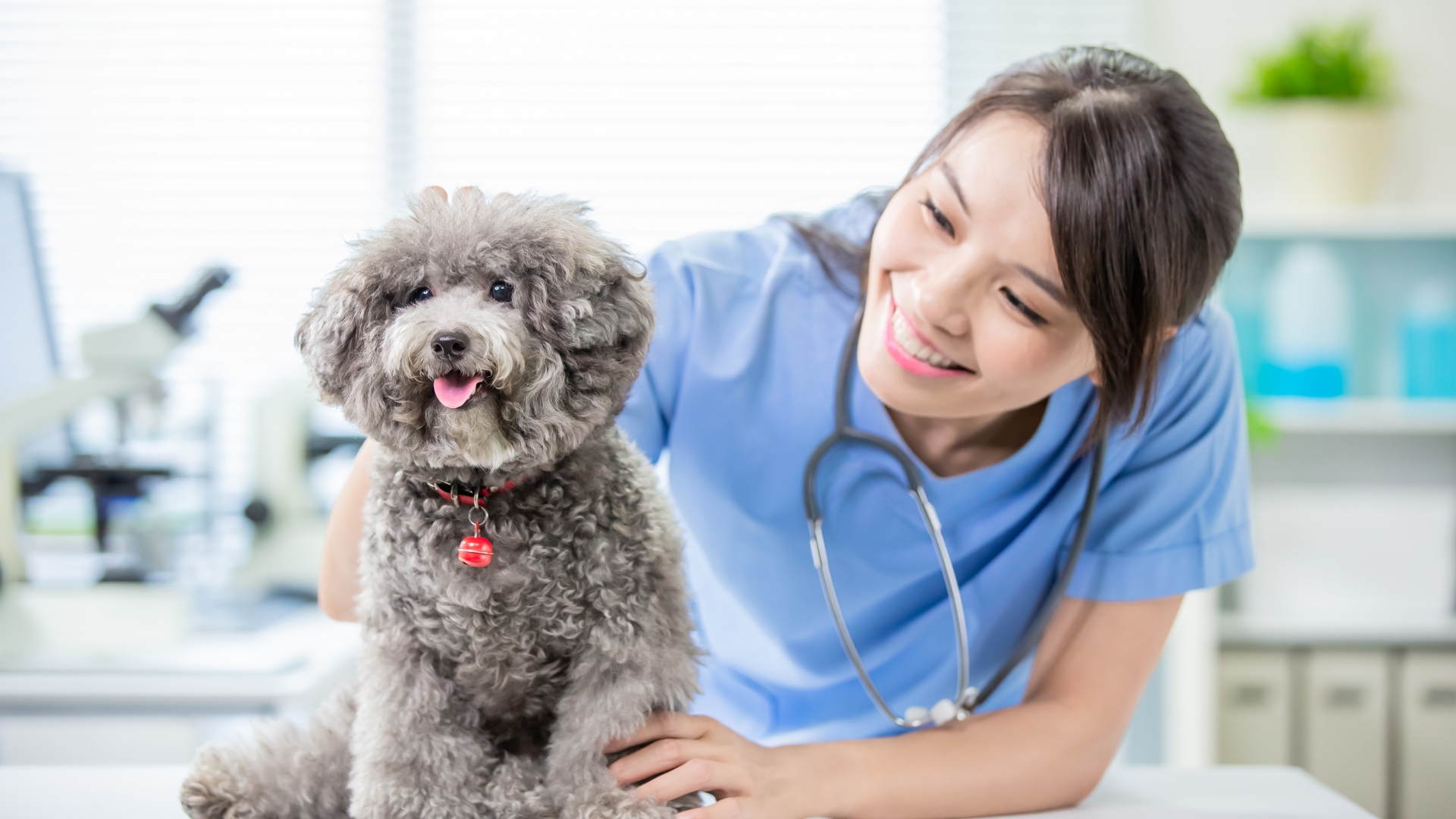 A small gray dog at the vet