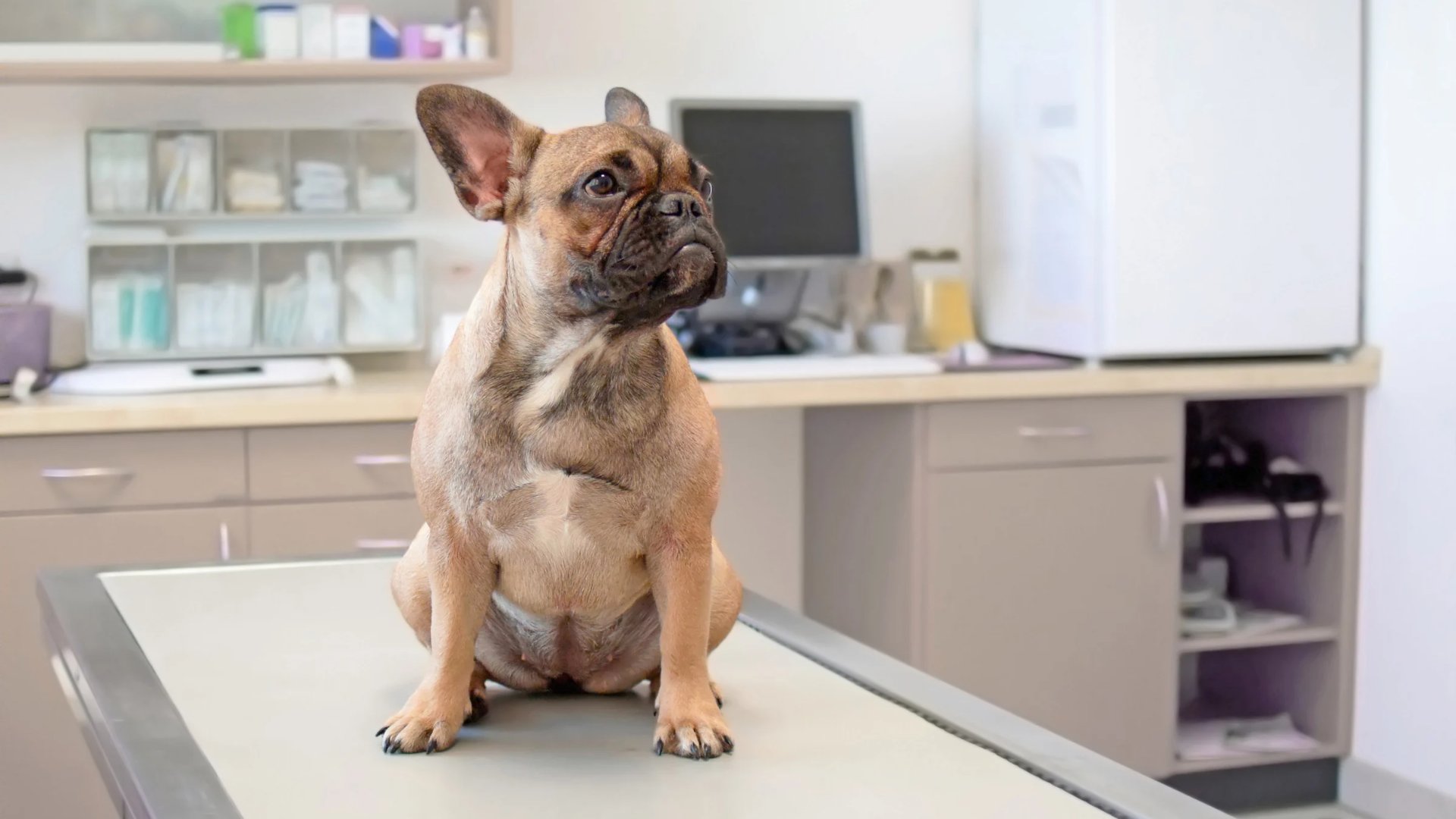 A French Bulldog sitting on an examination table in a veterinary clinic, looking alert and curious. The background shows medical supplies and equipment, emphasizing a clean and professional environment.