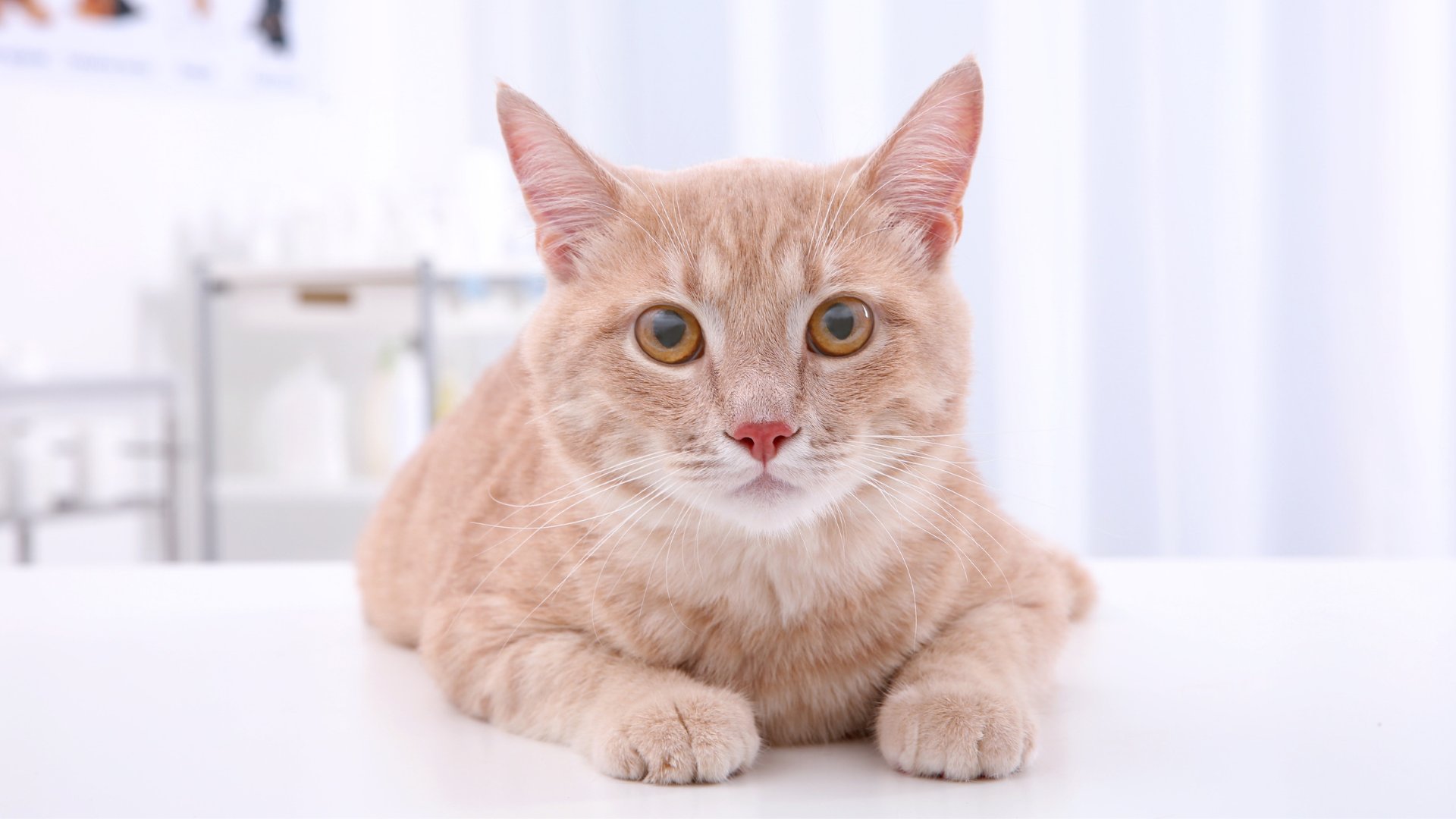 A light orange tabby cat lying on a white examination table in a veterinary clinic, staring directly at the camera with wide, curious eyes. The background is softly blurred, featuring clean, white surroundings that emphasize the clinic’s sterile and calm environment.