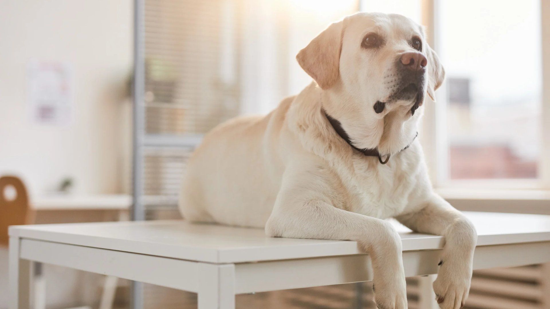 A yellow Labrador Retriever lying on a white examination table in a sunlit veterinary clinic. The dog appears calm and attentive, with soft sunlight filtering through the windows, creating a warm and serene atmosphere.