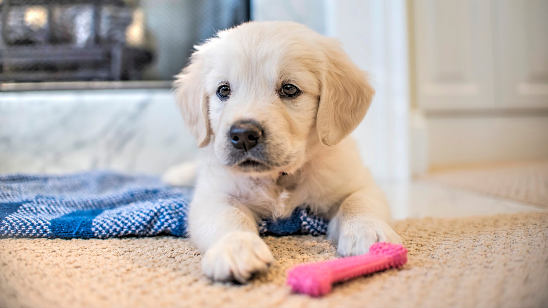 A fluffy Golden Retriever puppy lying on a carpeted floor next to a blue blanket. The puppy looks directly at the camera with curious eyes, a pink chew toy resting near its paw. The background shows a cozy indoor setting, creating a warm and inviting atmosphere.